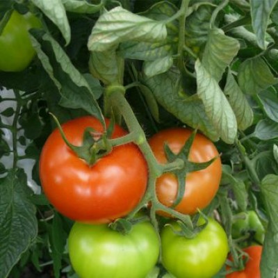 Семена томата индетерминантного Песадо (1609 F1), ранняя новинка!!!, (1000 сем.) Lark Seeds